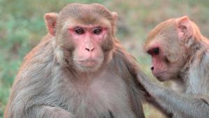 Les macaques se déplacent également à l'unisson