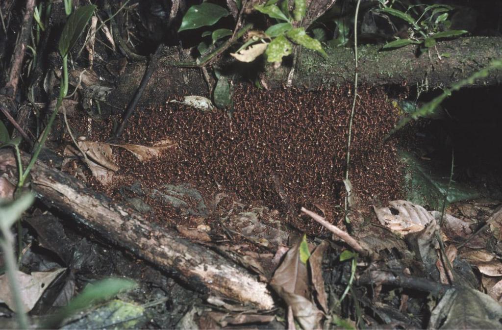 Insecte connu sous le nom de marabunta