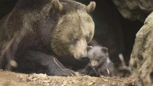 L’hibernation : un phénomène fascinant chez les ours grizzlis