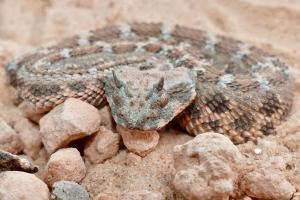 Découverte d'un serpent à cornes