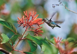Quelle est la plus petite oiseaux du monde ?